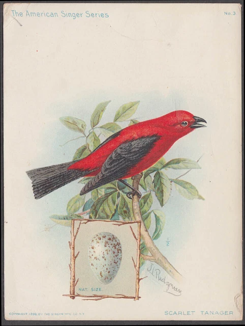 Singer Sewing Machine Scarlet Tanager color trade card by J L Ridgman 1898