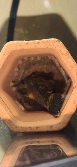 2 Calico Bristlenose Plecos, Super Red Marble gene (Ancistrus sp.)@ 1.5" - 2" 2