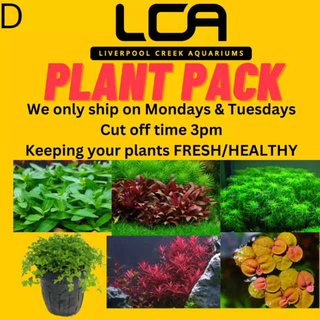 LCA - Plant Pack D Live Aquarium Plants Pond Shrimp Fish Tank Pond Aquatic Plant