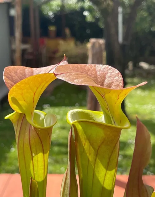 Carnivorous Saracenia Flava Var.cuprea Plant NO SEEDS Returns Dionea Flowers Garden