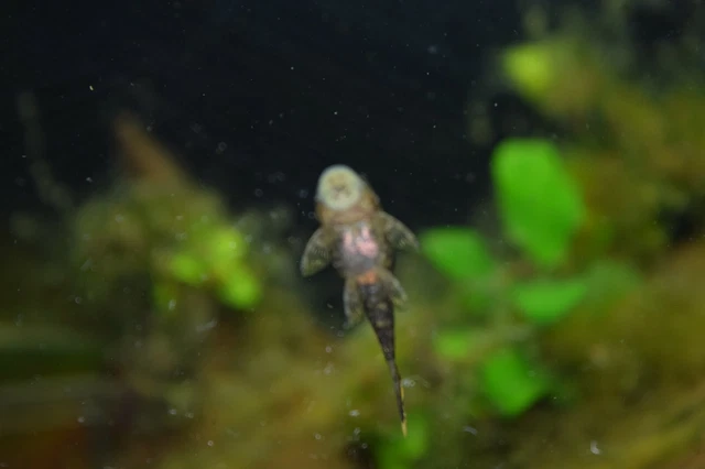 5 pack Bristlenose Pleco (Ancistrus sp.) Bushynose Pleco Free Shipping 3