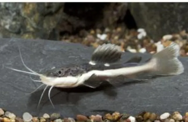 Redtail catfish 2.5"to 3" in length live tropical fish Imported Tank Race.