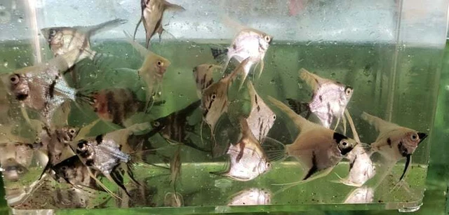 Assorted Color Angelfish LIVE FISH Read Description 2