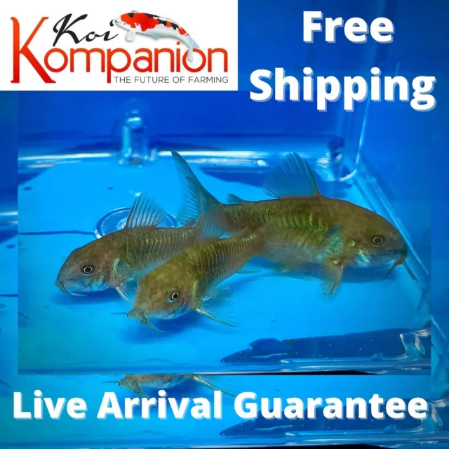 3/5/10/20/50/100X Green "Cory Cats" Corydoras Freshwater Koi Kompanion