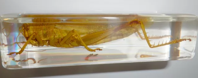 Large Green Grasshopper Chondracris rosea in Clear Block Education Specimen