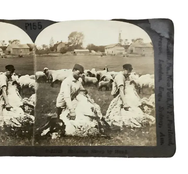 Shearing Sheep By Hand Men Farm Photo c1900 SV1A