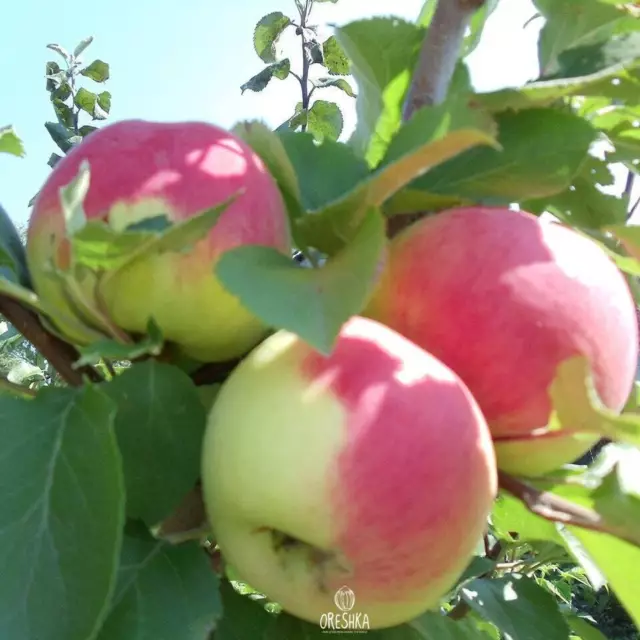 Zhigulevskoe apple tree 10 PCS fresh seeds, Apple tree, Malus, Apple seeds 3