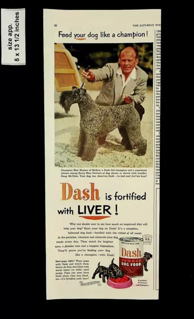 1952 Dash Dog Food Kerry Blue Terrier Champ Blue Bluster Vintage Print ad 14599