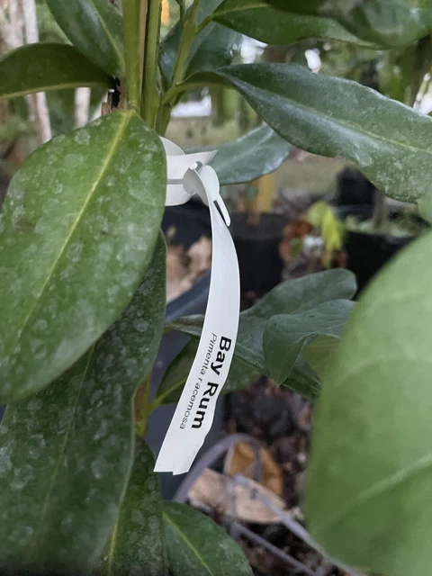 tropical fruit trees plants BAY RUM