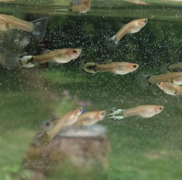 Juvenile Guppies Mixed Colors  10 For $10 Plus Shipping
