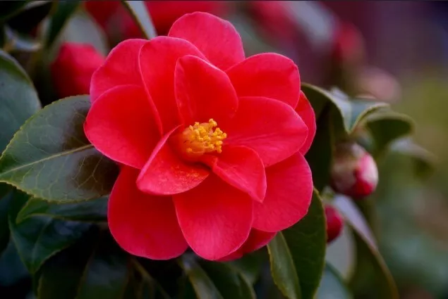1 DE PLANTE Camellia japonica (A40-5x6, 5x15) EUR 10,51 - PicClick FR