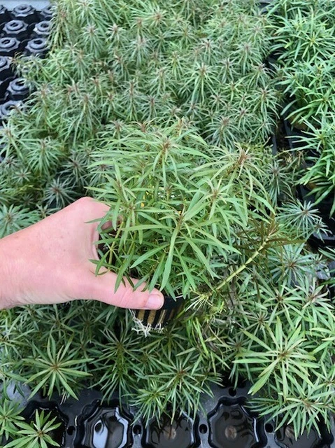 Eusteralis Stellata / Pogostemon stellata, Sternpflanze im Topf, Aquariumpflanze