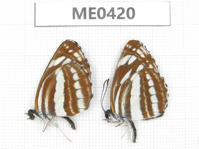 Butterfly. Neptis sp. Jilin, Baishan, Fusong county. 2M. ME0420.
