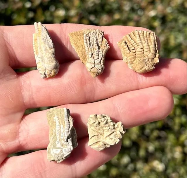 Alabama Fossil Crinoids LOT OF 5 Zeacrinus Pentaramacrinus Oklahomacrinus