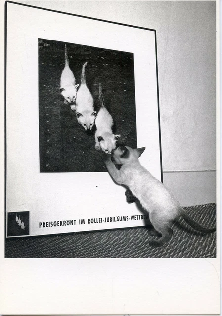 Cpsm / Carte Postale / Chat / Cat / Illustrateur // Studio Lemaire