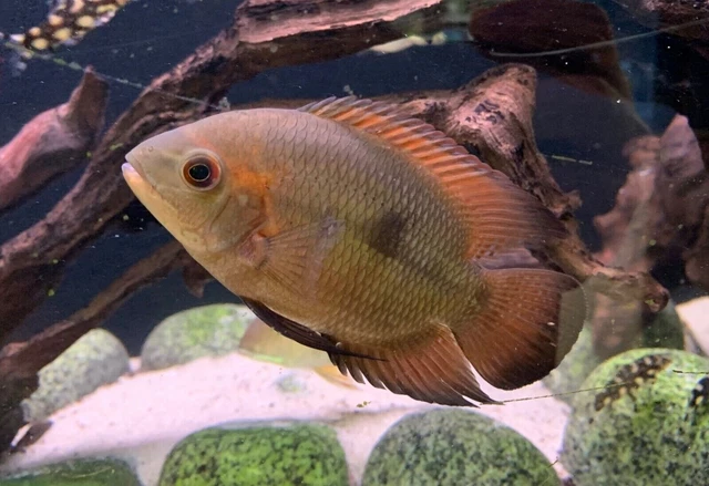1 Live Juvenile Unsexed Chocolate Cichlid Freshwater Tropical Aquarium Fish A+
