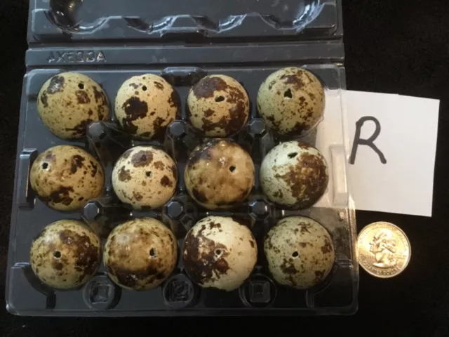 Lote de 12 huevos de codorniz codornix color natural real soplados un agujero artesanías de Pascua R