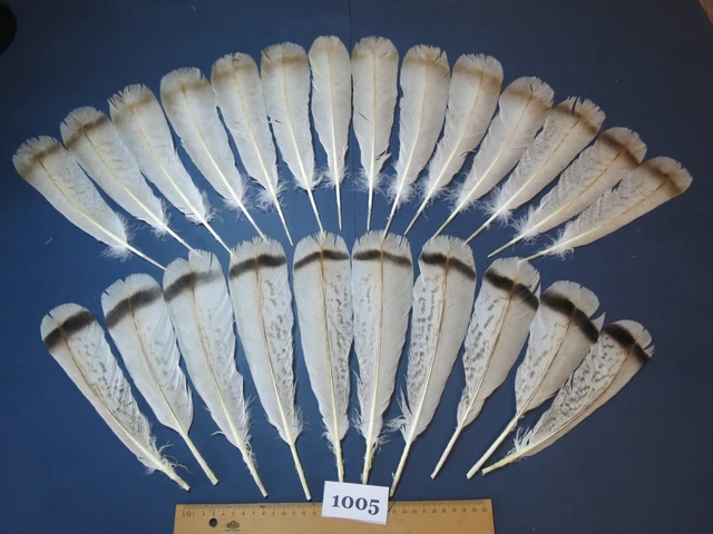 Set Piume Di Pavone Per Legare Mosche - 126 Pezzi - Per Pesca A Mosca