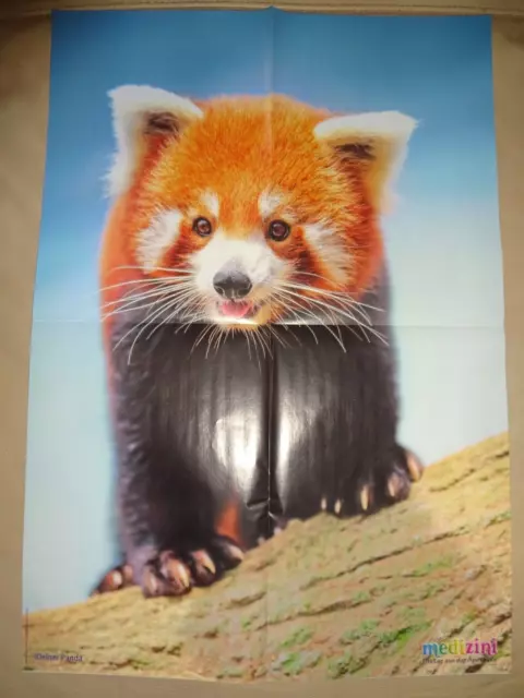 59x41 Poster  Kleiner PANDA BÄR Pandabär Säugetier KINDER Medizini 3-2024