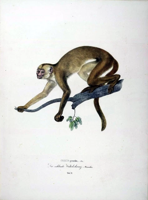 Set of 2 Vintage Monkey Natural History Prints Posters Wall Art Pictures