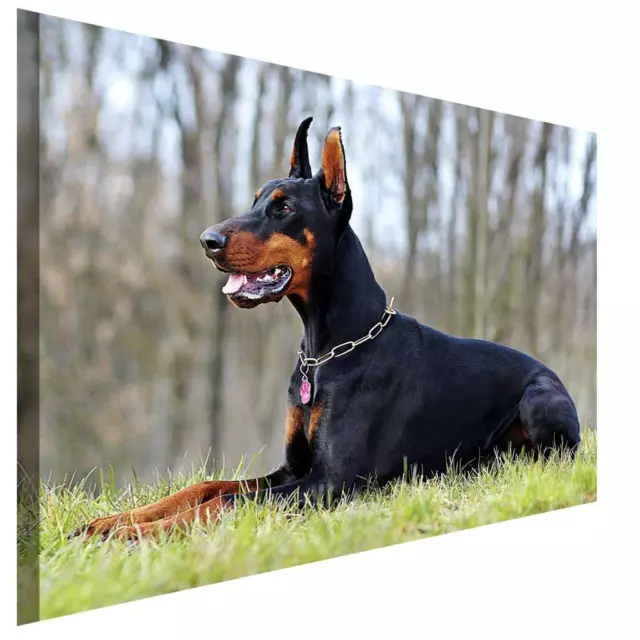 Dobermann auf der Lauer Leinwandbild AK Art Bilder Wanddeko Wandbild Kunstdruck