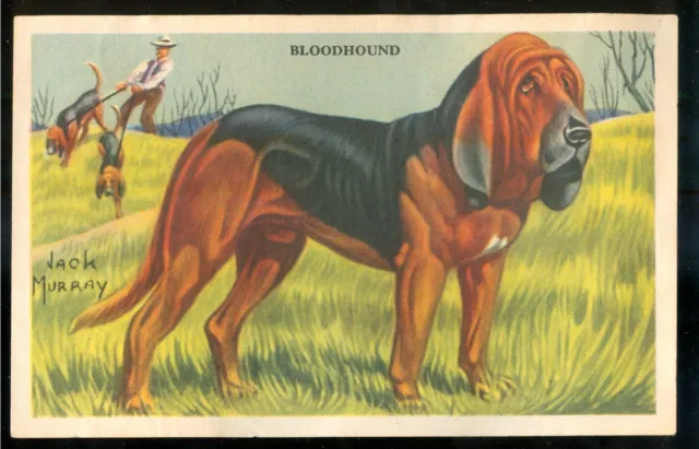 1940s BLOODHOUND Dog Cereal Card KELLOGGS F273-6 USA Dog Card Shredded Wheat