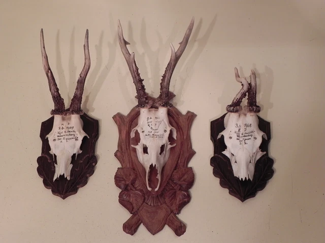 GTK 10er Set Rehbock Trophäenschilder Eiche Hell Mit Gehörnklammern