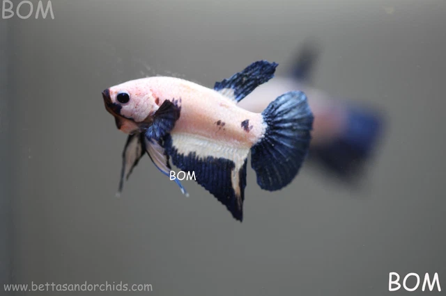Betta Plakat BLUE RIM METALLIC : Unique Fish | BOM279