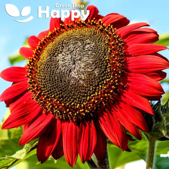 SUNFLOWER - RED SUN - 100 seeds - Helianthus annuus tall - Annual Flower