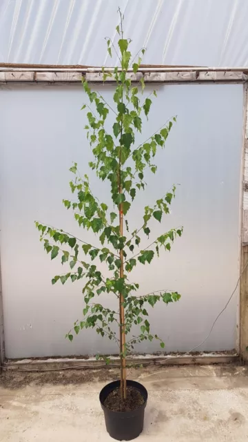 10 x 6 - 8ft 10 litre potted Silver Birch Tree, Betula Pendula, Native.