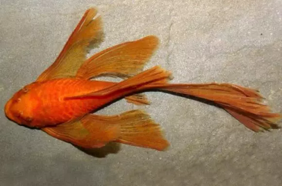 1 Live Juvenile Long Fin Super Red Bushynose Pleco Freshwater Tropical Fish A+++