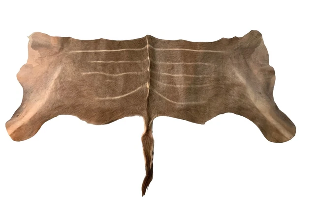 Media piel Kudu con cola, antílope africano con cuernos espirales, cuero