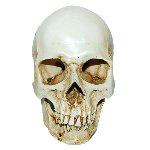 1:1 Human Skull Resin Replica - Medical Anatomical Model