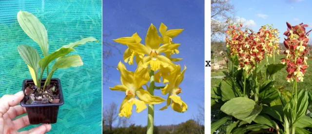 Calanthe sieboldii x discolor , Orchidée, Orchid