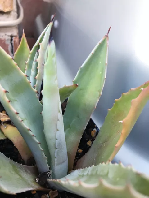 Blue Agave Americana Rooted Plant 12 cm Succulent/Cactus