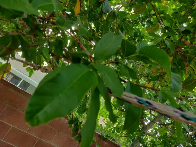 100 Hojas De Guayaba Frescas Orgánicas 100 Hojas Frescas Orgánicas De Guayaba Para Té 2