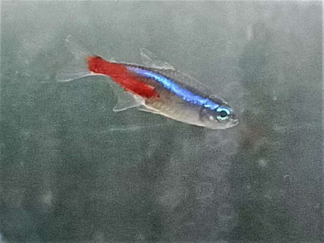 3 Neon And 3 Red Serpae Tetras Schooling Colorful Community Fish