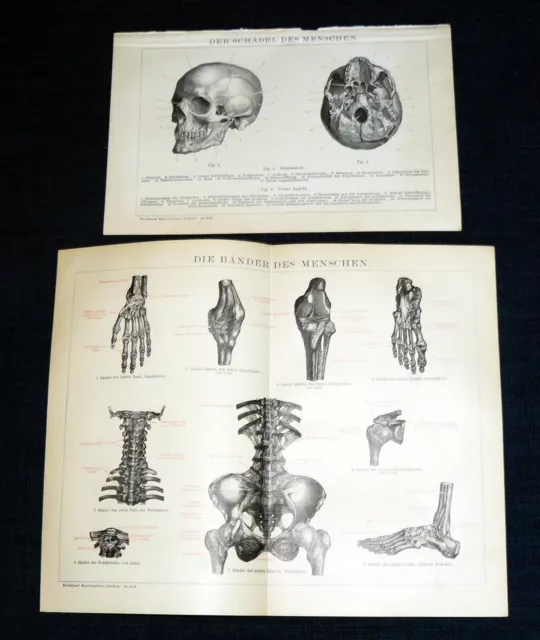 ANATOMIE des MENSCHEN  SCHÄDEL und BÄNDER Lithographie & Text von 1894/95 ORIGIN