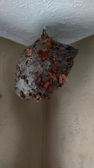 Bald Face Hornet's Nest Paper  Bee Nest , Large, 44" circumference x 23" length