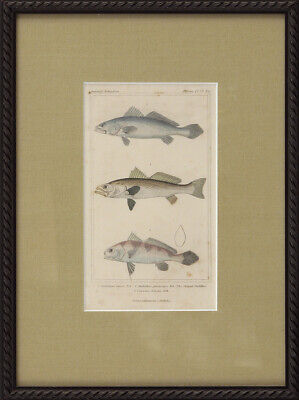 Aft BG CUVIER Antique & XRare 19thC c1834-37 Hand-clr Engraving Plate THREE FISH