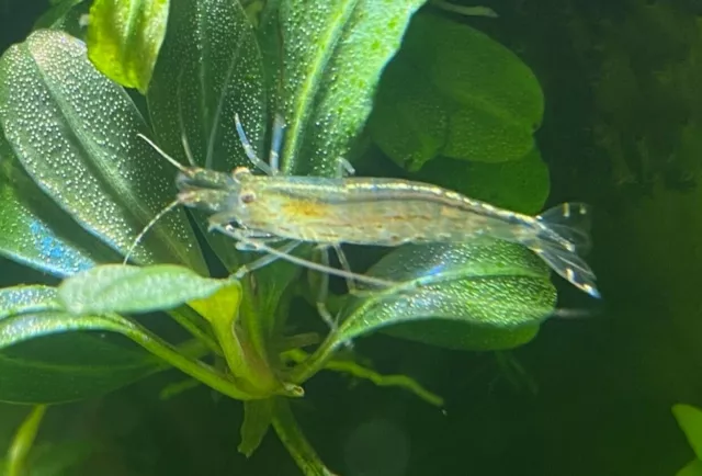 10+1 Amano Algae Eater - Freshwater Neocaridina Aquarium Shrimp. Live Guarantee