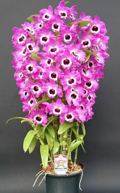 Dendrobium Red empress  4in super fragrant blooming size 45$