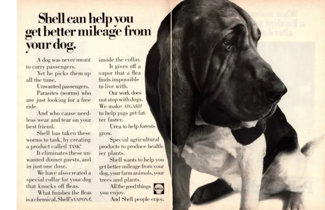 1968 Shell Oil TASK Flea Killer VAPONA ATGARD Basset Hound Dog 2-Page Print Ad