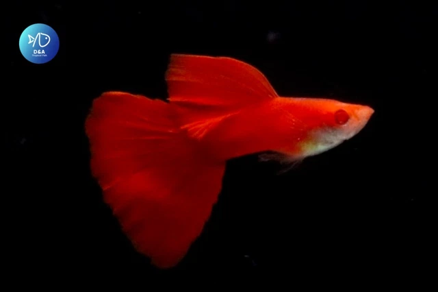 2x Male - Albino Full Red DBS - High Quality Live Guppy Fish Great A +++++ 3