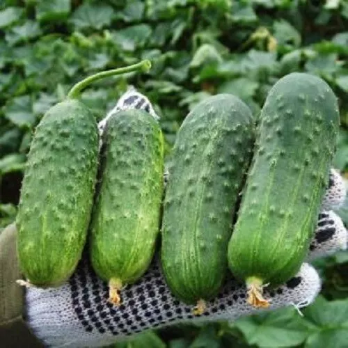 Seeds Cucumber Titus F1 Giant High Yield Vegetable Organic Heirloom Non GMO