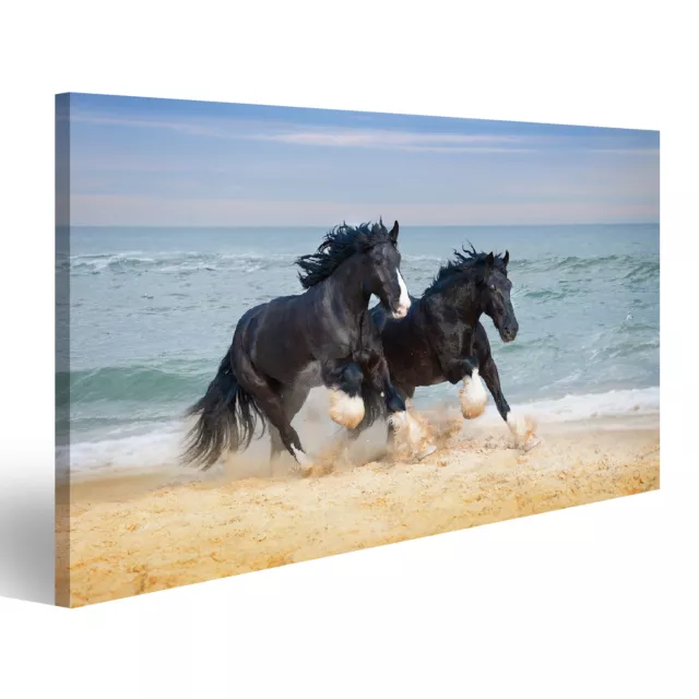 islandburner Bild auf Leinwand Zwei Schöne Große Pferde Züchten Shire Galopp Ent