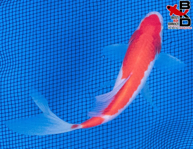 9" SARASA COMET GOLDFISH Live Koi Fish Garden Pond Fin BKD G1