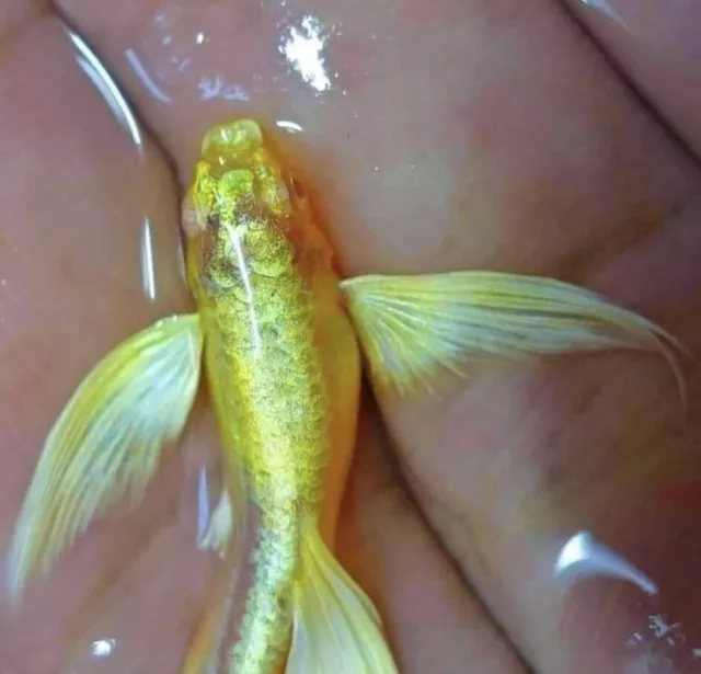 Premier Male Yellow Guppy Lovely Fish Stunning Colour Guppies Randomly Selected