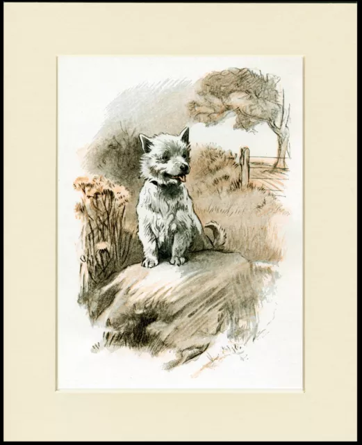 Westie West Highland White Terrier Print Dog Sat On A Rock Ready To Frame