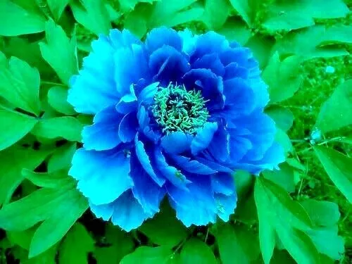 10 BLUE TREE PEONY SEEDS - (Paeonia suffruticosa)